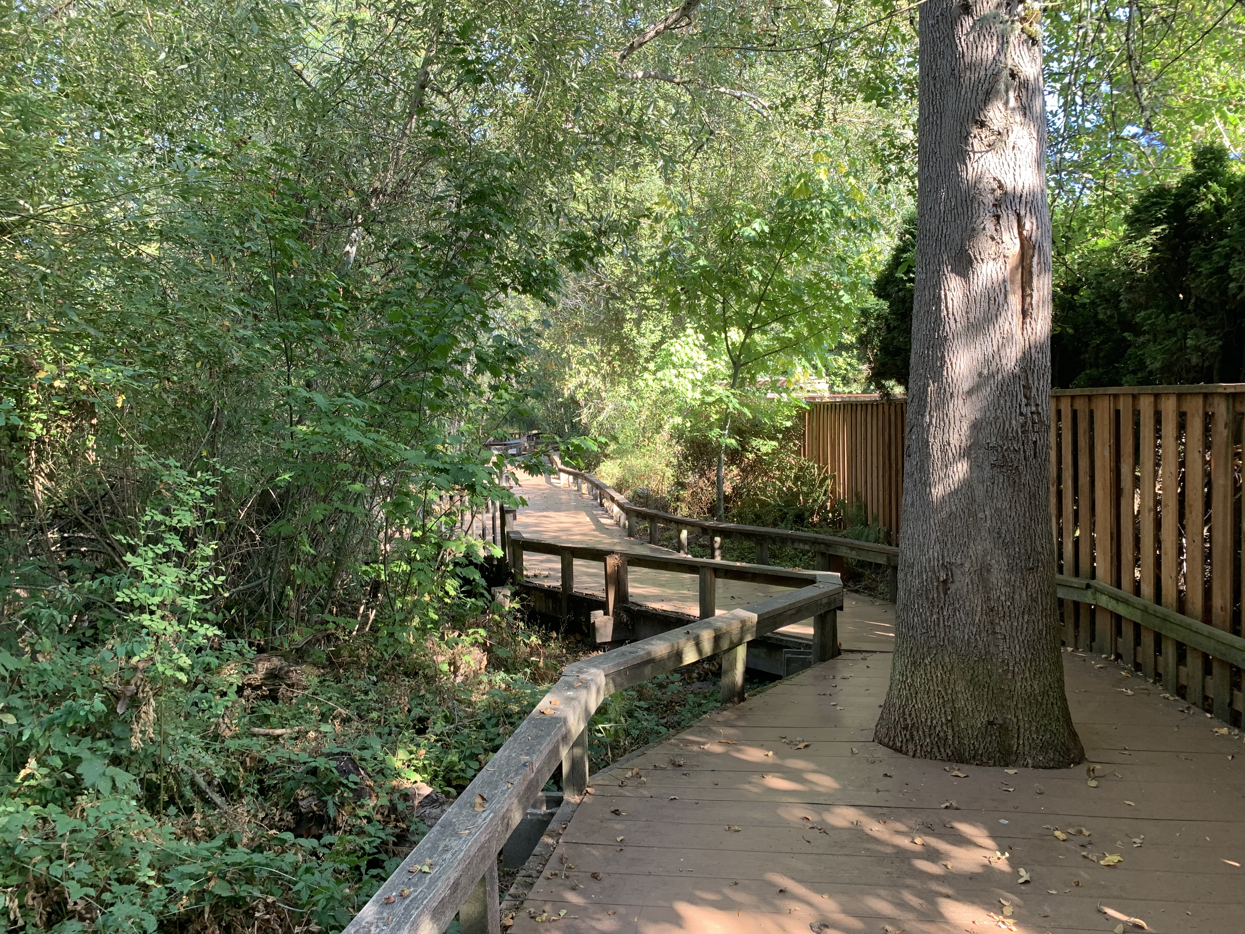 Today's boardwalk at the Willow Creek Greenway